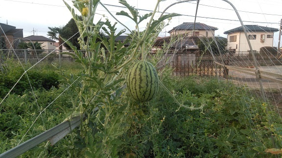 宙づりの小玉スイカ 野菜作りおっちゃん